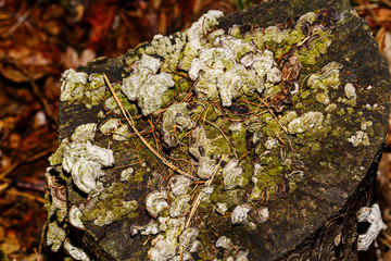 Saw cut tree trunk overgrown with fungi.