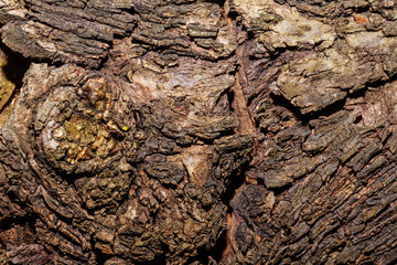 Poplar bark background.