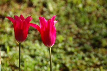 Obraz premium Micro shot of the Flowers