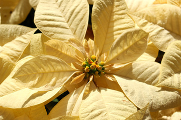 Poinsettia mars white