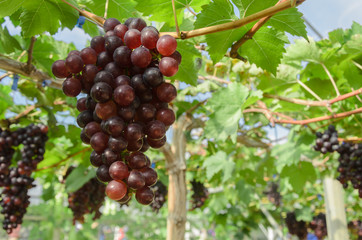 Ripening red grapes in countryside vineyard for red wine,Thailan
