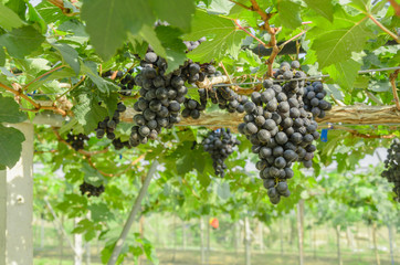 Ripening red grapes in countryside vineyard for red wine,Thailan