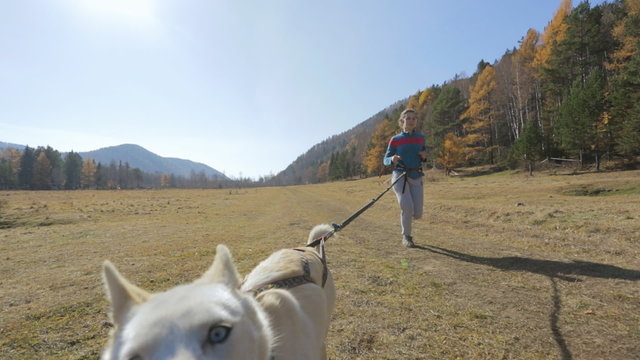 Two adult man and a woman walking a dog on a treadmill harness on the meadow, in a hollow among the mountains and hills surrounded by dense forest