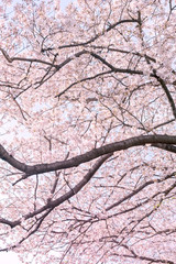 さくら　桜の木　春