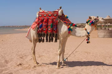 Aluminium Prints Camel Egyptian camel on the beach.