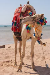 Plexiglas keuken achterwand Kameel Egyptische kameel op het strand.