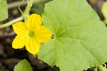 メロンの花のアップ