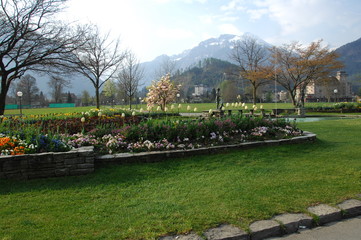 Micro shot of the Flowers