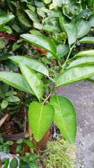 Lemon tree leaves