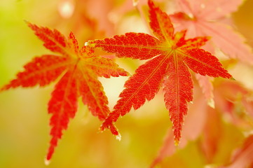 秋のイロハモミジ