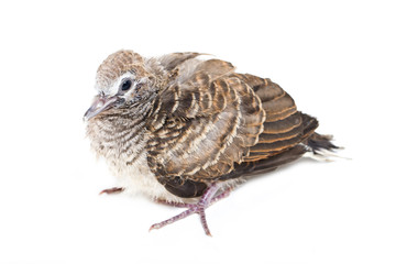 Zebra Dove Baby Bird (Scientific Name : Geopelia striata)