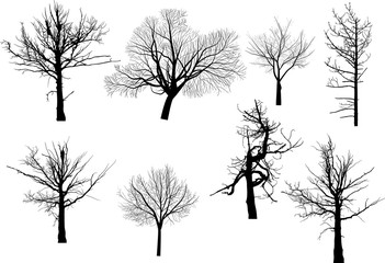 set of eight bare trees isolated on white