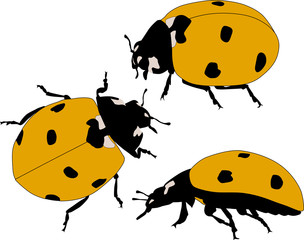 three yellow ladybirds isolated on white