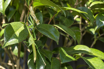 脱皮中のカマキリ
