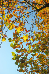 色づく紅葉