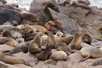 sea lions in Cape Cross, Namibia, wildlife