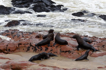 sea lions in Cape Cross, Namibia, wildlife