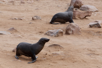 Fototapeta premium sea lions in Cape Cross, Namibia, wildlife