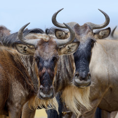 Wildebeest