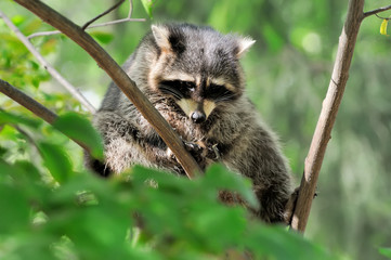 Raccoon on branch