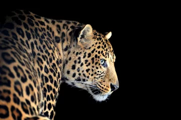 Foto auf Acrylglas Leopardenporträt auf dunklem Hintergrund © byrdyak