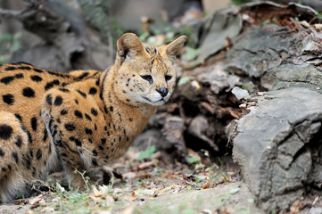 Serval cat (Felis serval)