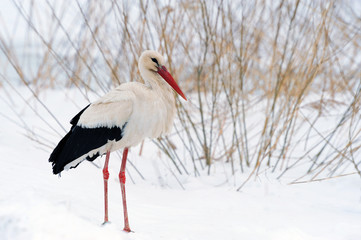 Stork at the winter park