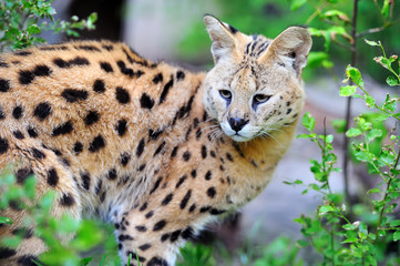 Serval cat (Felis serval)