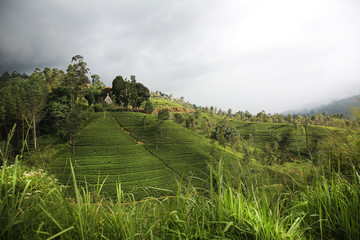 Tea Fields Nuwara Eliya Sri Lanka