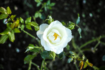 白色の野バラ（しろいろ・ばら）