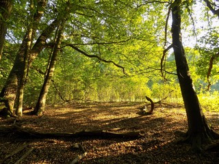 Deciduous forest