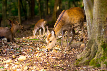 deea at nara park,tourism of japan（奈良公園・鹿）