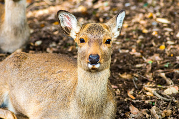 deea at nara park,tourism of japan（奈良公園・鹿）