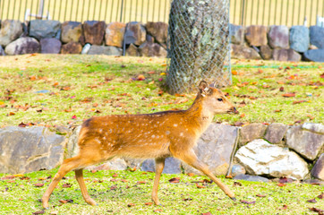 deea at nara park,tourism of japan（奈良公園・鹿）