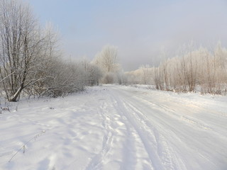 Заснеженная укатанная дорога в зимнем лесу