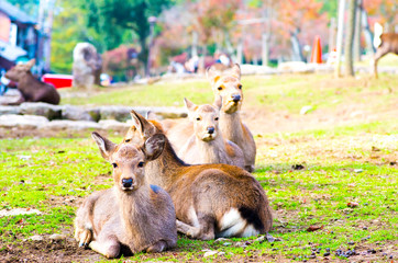 deea at nara park,tourism of japan（奈良公園・鹿）