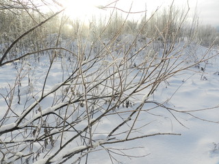 Темные ветки в изморози на фоне белого снега в зимний солнечный день