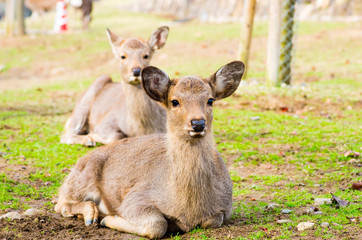 deea at nara park,tourism of japan（奈良公園・鹿）
