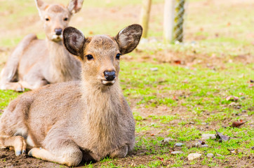 deea at nara park,tourism of japan（奈良公園・鹿）