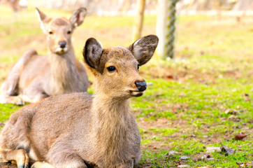 deea at nara park,tourism of japan（奈良公園・鹿）
