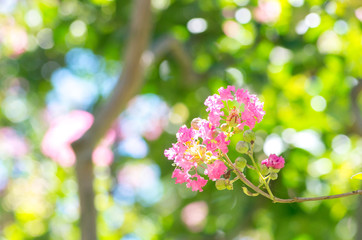 Fototapeta na wymiar Crape myrtle flower（百日紅・さるすべり）