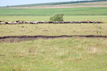 Obraz premium herd of ships on the meadow