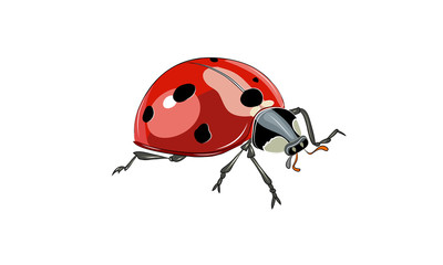 Fototapeta premium Ladybug