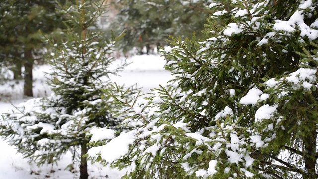 Coniferous forest in winter on  cloudy day
