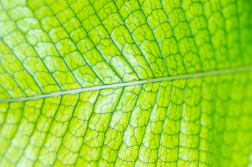 tropical plant（熱帯植物）