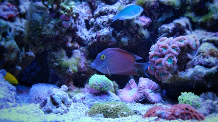 Kole yellow eye tang (Ctenochaetus strigosus)