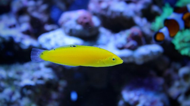 Fototapeta Yellow Wrasse (Halichoeres chrysus) 