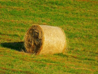 Hay bale on field