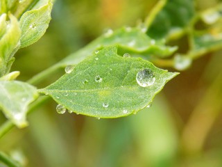 Rain drops on leaf