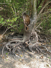 Broken tree with crooked roots on the edge of forest